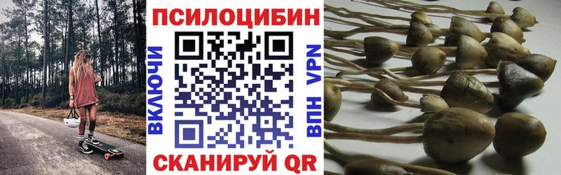 Псилоцибиновые грибы Psilocybe  сколько стоит  Андреаполь 